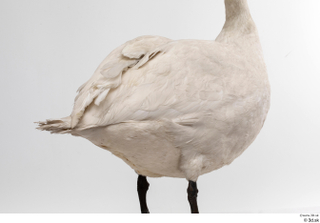 Mute swan tail whole body wing 0001.jpg
